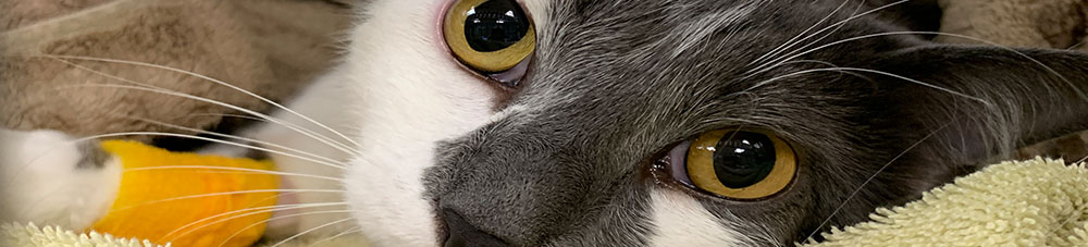 greywhitecat greywhitecat