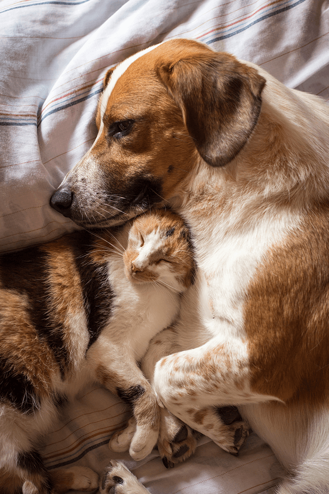 brown dog and cat cuddle